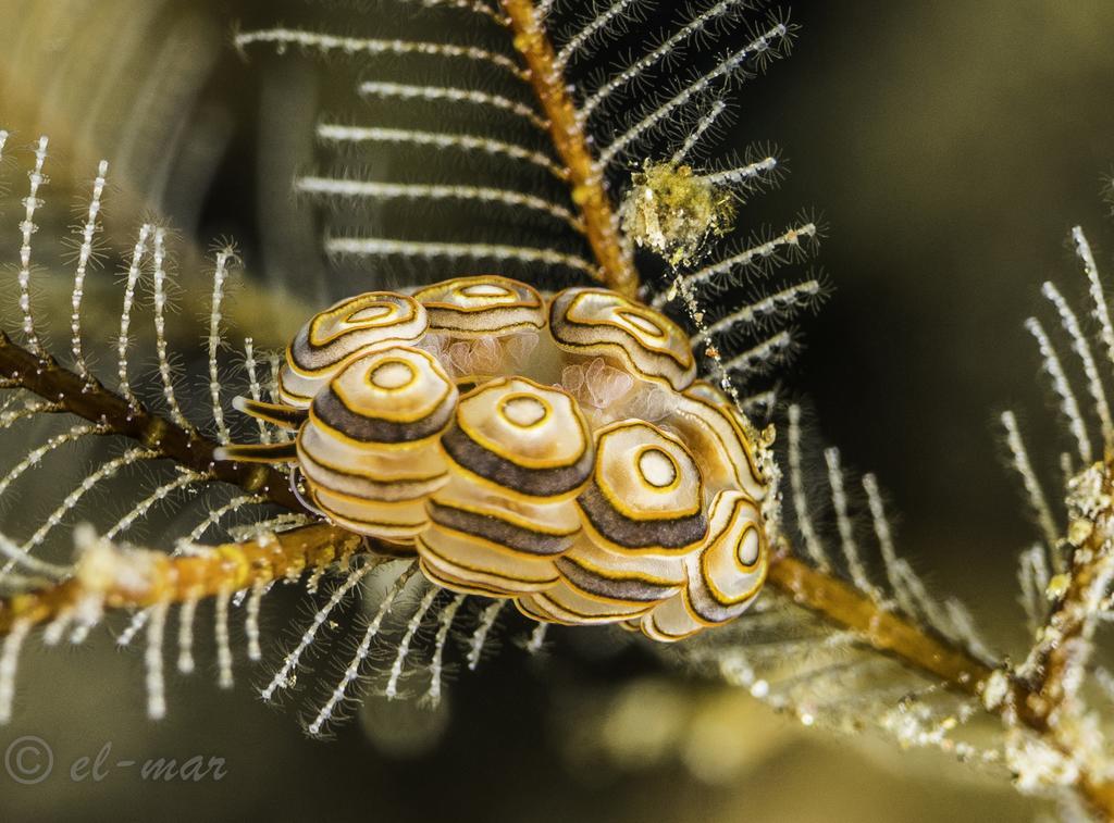 Kubu Indah Dive & Spa Resort Туламбен Экстерьер фото